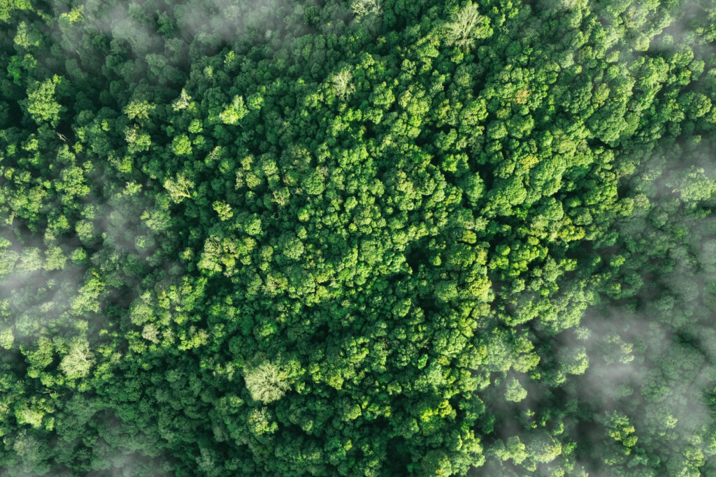 Forêt dense verte illustrant la solution Environnement CLIMAT de TEEO